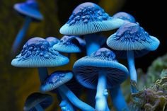 How Long Do Shrooms Stay in Your System