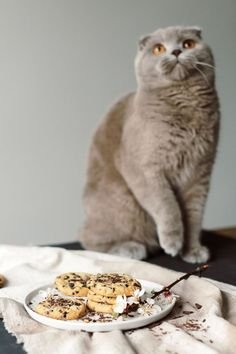 Why Do Cats Make Biscuits